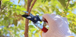 Pruning Your Trees